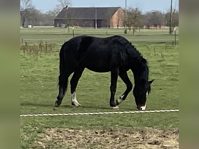 Duitse rijpony Ruin 3 Jaar 149 cm Bruin in Ennigerloh