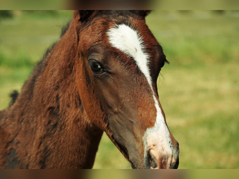 Duitse rijpony Ruin 3 Jaar 149 cm Bruin in Ennigerloh