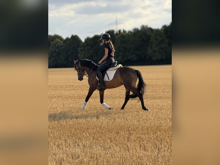 Duitse rijpony Ruin 3 Jaar 149 cm Buckskin in Bergheim