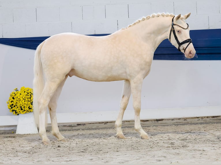 Duitse rijpony Ruin 3 Jaar 149 cm Perlino in Marsberg