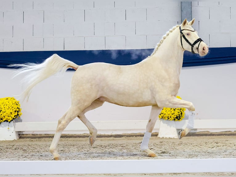 Duitse rijpony Ruin 3 Jaar 149 cm Perlino in Marsberg
