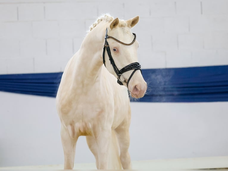 Duitse rijpony Ruin 3 Jaar 149 cm Perlino in Marsberg