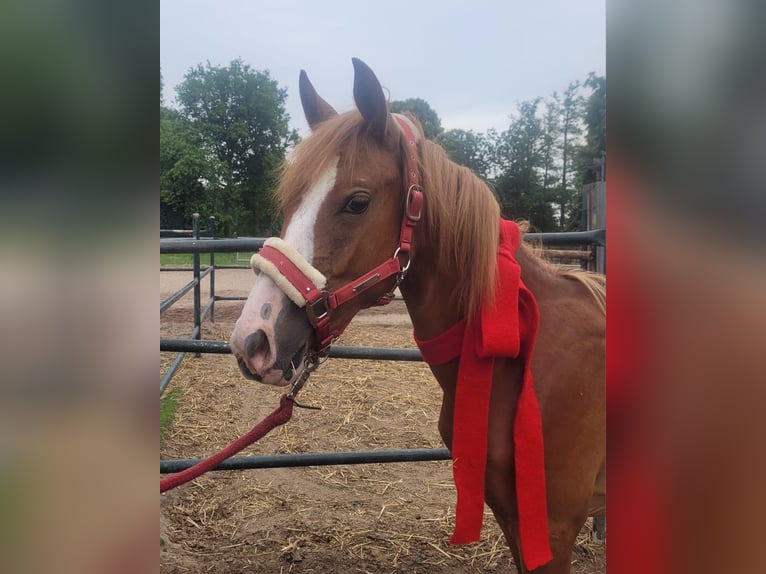 Duitse rijpony Ruin 3 Jaar 149 cm Vos in Hamminkeln