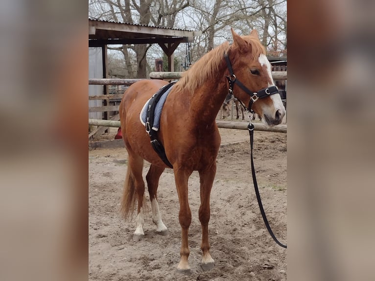 Duitse rijpony Ruin 3 Jaar 149 cm Vos in Hamminkeln