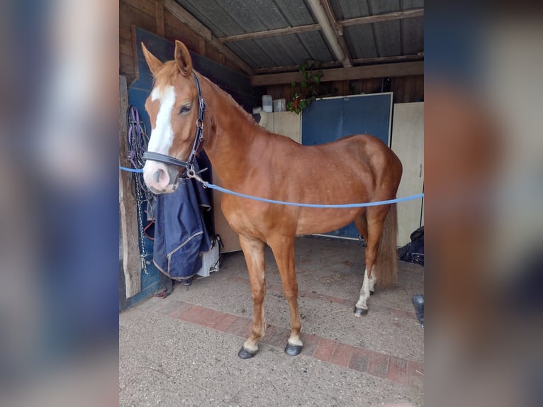 Duitse rijpony Ruin 3 Jaar 149 cm Vos in Hamminkeln