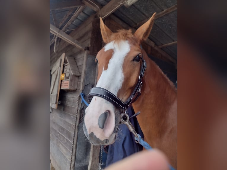 Duitse rijpony Ruin 3 Jaar 149 cm Vos in Hamminkeln