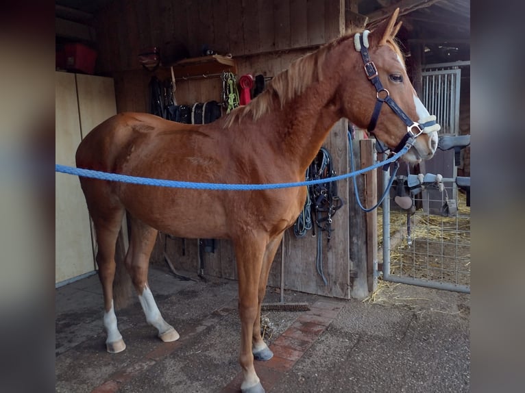 Duitse rijpony Ruin 3 Jaar 149 cm Vos in Hamminkeln