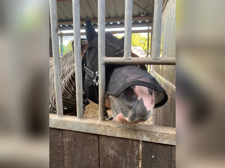 Duitse rijpony Ruin 3 Jaar 149 cm Vos in Hamminkeln