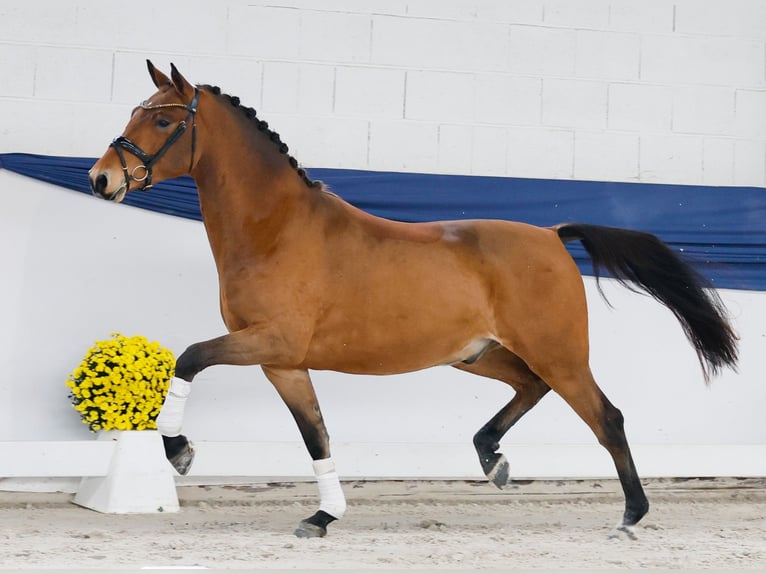 Duitse rijpony Ruin 3 Jaar 150 cm Bruin in Marsberg