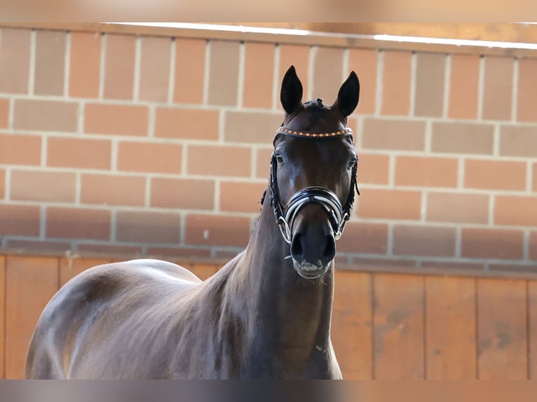 Duitse rijpony Ruin 3 Jaar 150 cm Donkerbruin in Cappeln