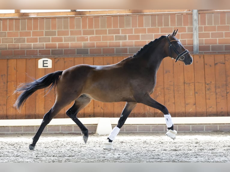 Duitse rijpony Ruin 3 Jaar 150 cm Donkerbruin in Cappeln