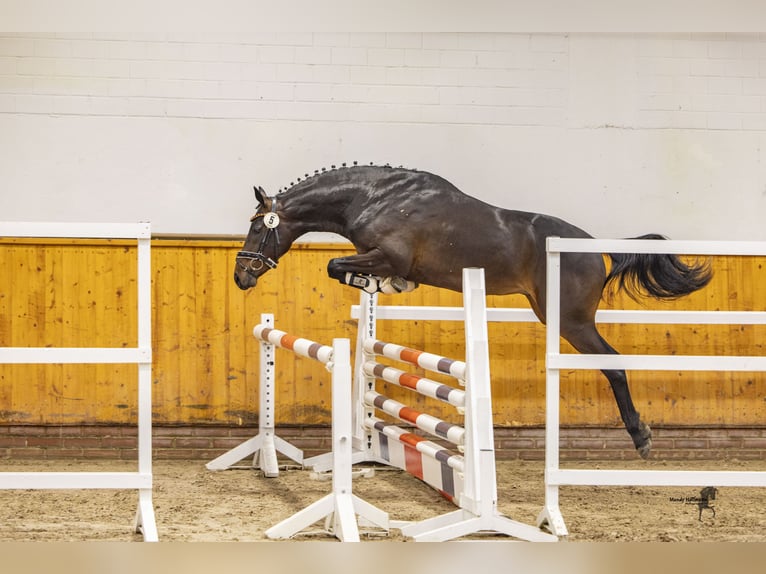 Duitse rijpony Ruin 3 Jaar 150 cm Donkerbruin in Cappeln