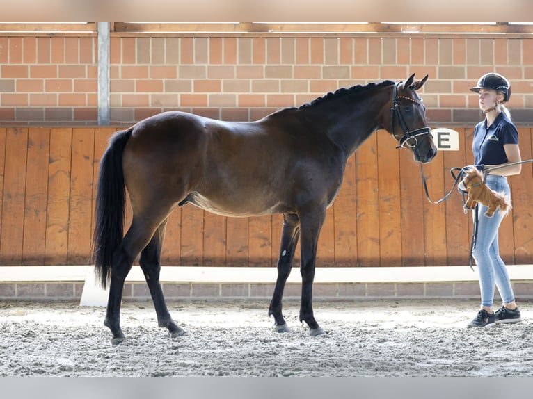 Duitse rijpony Ruin 3 Jaar 150 cm Donkerbruin in Cappeln
