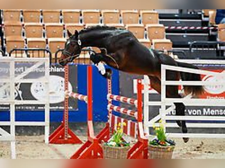 Duitse rijpony Ruin 3 Jaar 150 cm Donkerbruin in Heidekamp