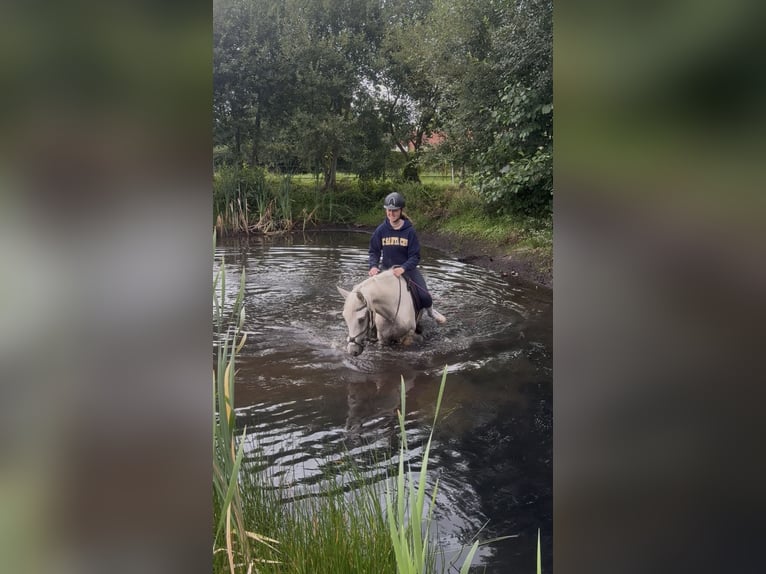 Duitse rijpony Ruin 3 Jaar 150 cm Palomino in Westerstede