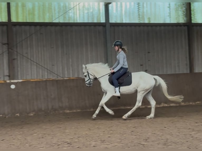 Duitse rijpony Ruin 3 Jaar 150 cm Palomino in Westerstede