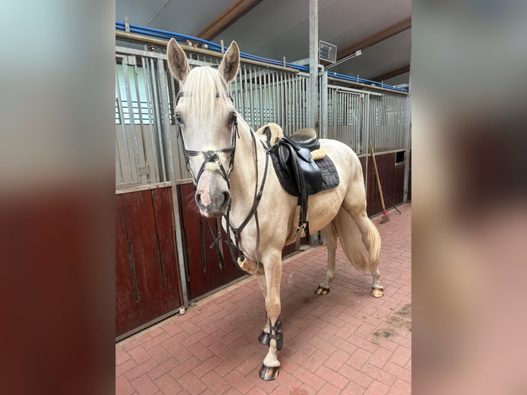 Duitse rijpony Ruin 3 Jaar 150 cm Palomino in Westerstede