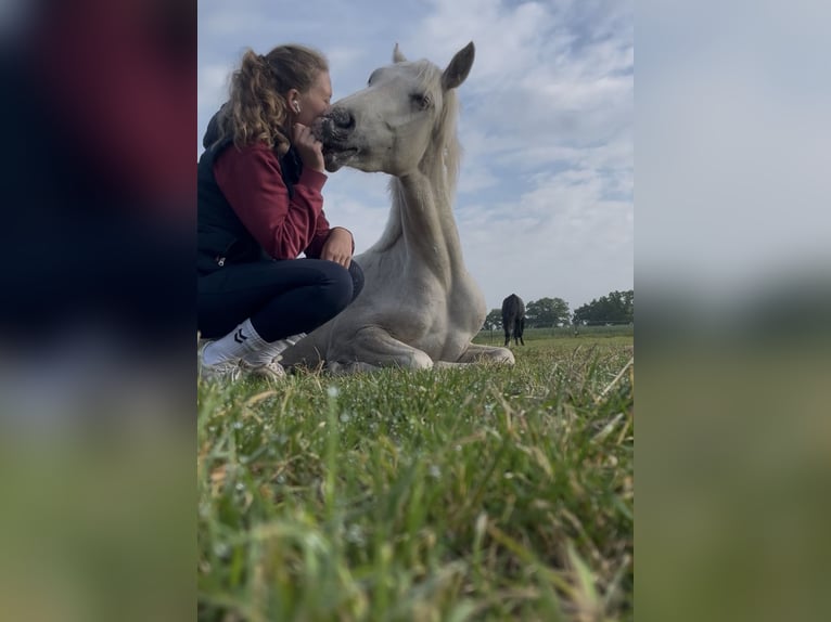 Duitse rijpony Ruin 3 Jaar 150 cm Palomino in Westerstede