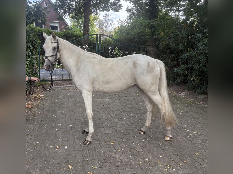 Duitse rijpony Ruin 3 Jaar 150 cm Palomino in Westerstede