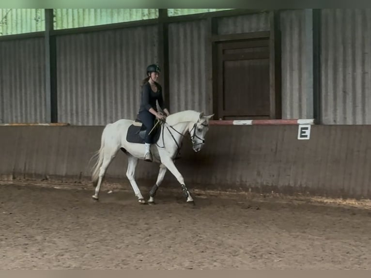 Duitse rijpony Ruin 3 Jaar 150 cm Palomino in Westerstede