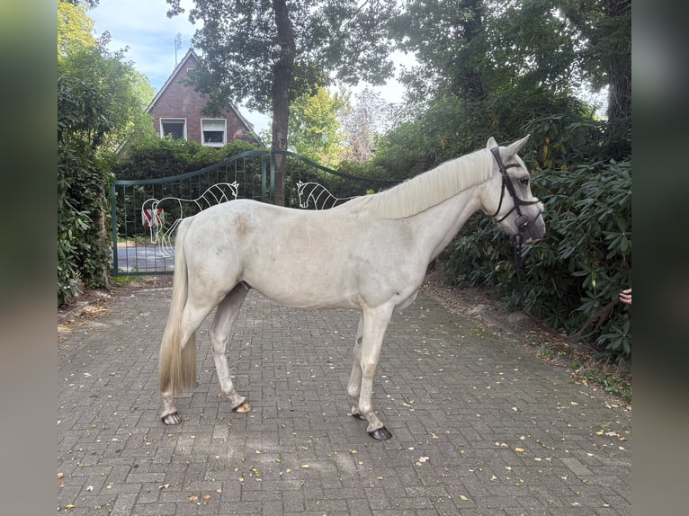 Duitse rijpony Ruin 3 Jaar 150 cm Palomino in Westerstede