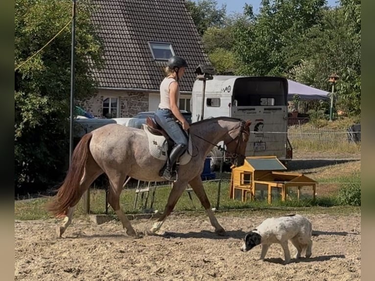 Duitse rijpony Ruin 3 Jaar 150 cm Roan-Red in Wadern