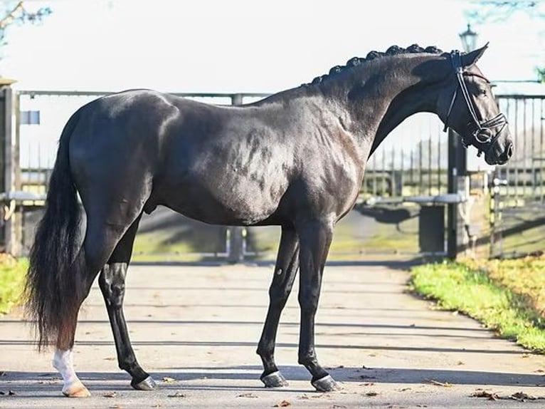 Duitse rijpony Ruin 3 Jaar 150 cm Zwart in Vettwei&#xDF;
