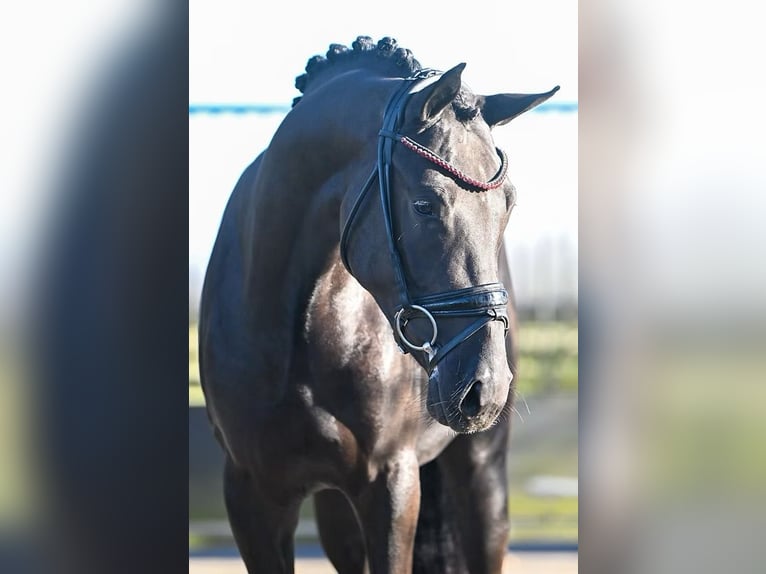 Duitse rijpony Ruin 3 Jaar 150 cm Zwart in Vettwei&#xDF;
