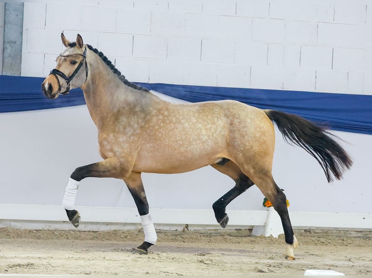Duitse rijpony Ruin 3 Jaar 151 cm Falbe in Marsberg