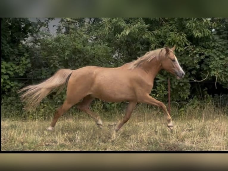 Duitse rijpony Ruin 3 Jaar 151 cm Falbe in Sangerhausen
