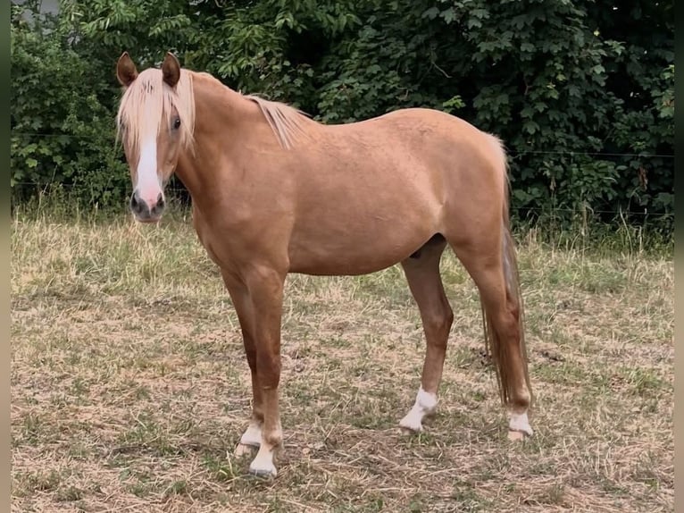 Duitse rijpony Ruin 3 Jaar 151 cm Falbe in Sangerhausen