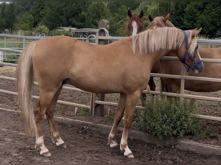 Duitse rijpony Ruin 3 Jaar 151 cm Falbe in Sangerhausen