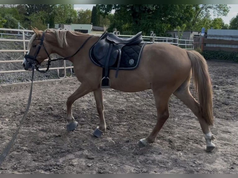 Duitse rijpony Ruin 3 Jaar 151 cm Falbe in Sangerhausen