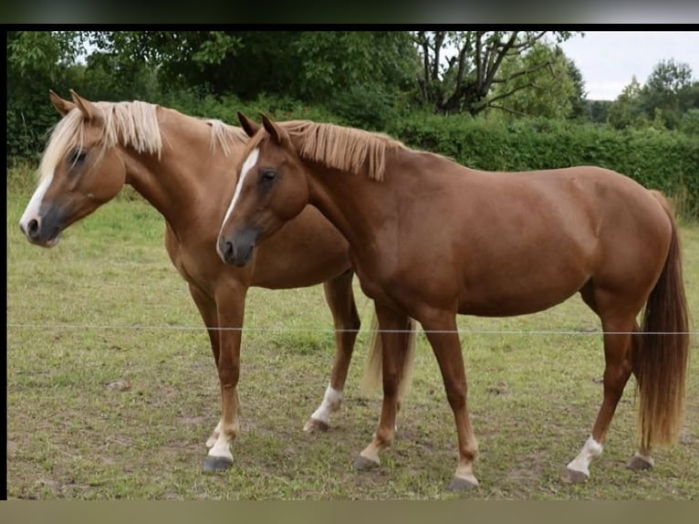 Duitse rijpony Ruin 3 Jaar 151 cm Falbe in Sangerhausen