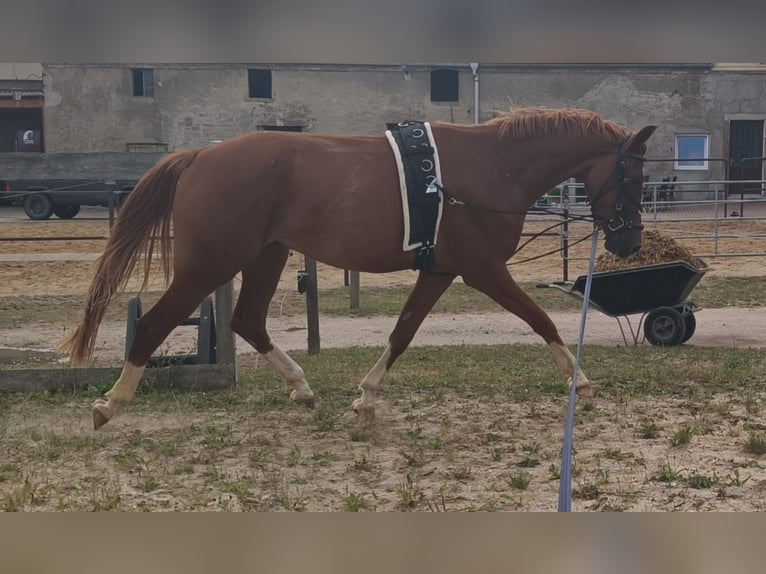 Duitse rijpony Ruin 3 Jaar 151 cm Vos in Crossen