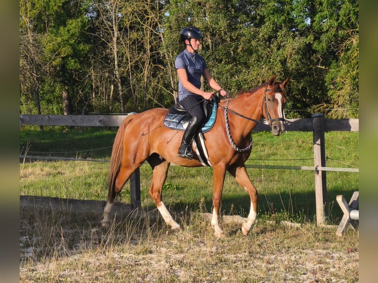 Duitse rijpony Ruin 3 Jaar 151 cm Vos in Crossen