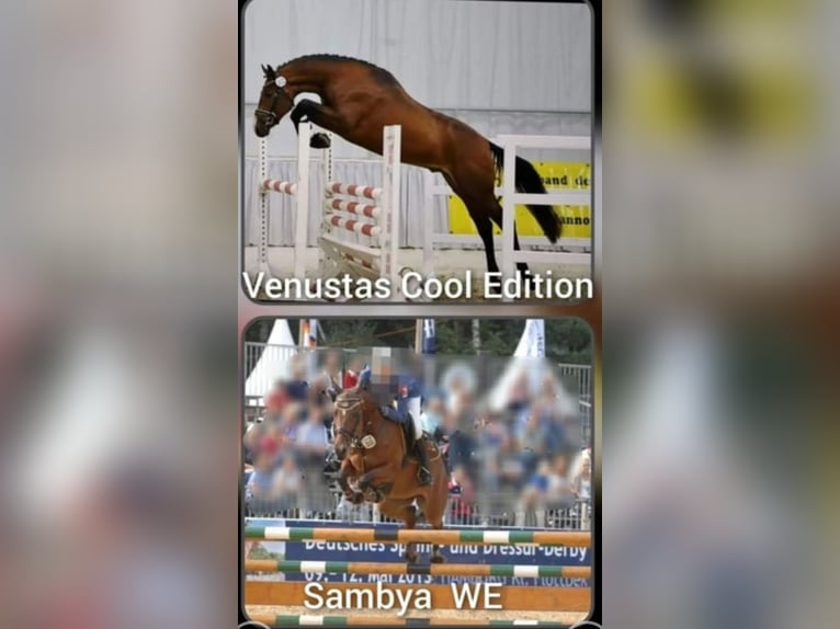 Duitse rijpony Ruin 3 Jaar 151 cm Vos in Dersekow