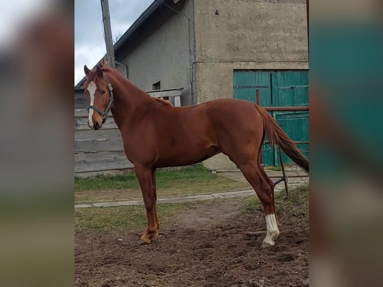 Duitse rijpony Ruin 3 Jaar 151 cm Vos in Dersekow
