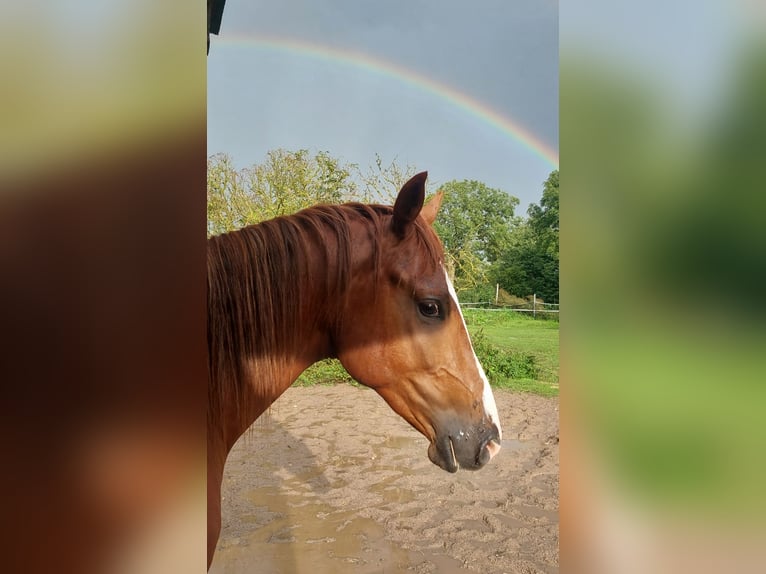 Duitse rijpony Ruin 3 Jaar 151 cm Vos in Dersekow