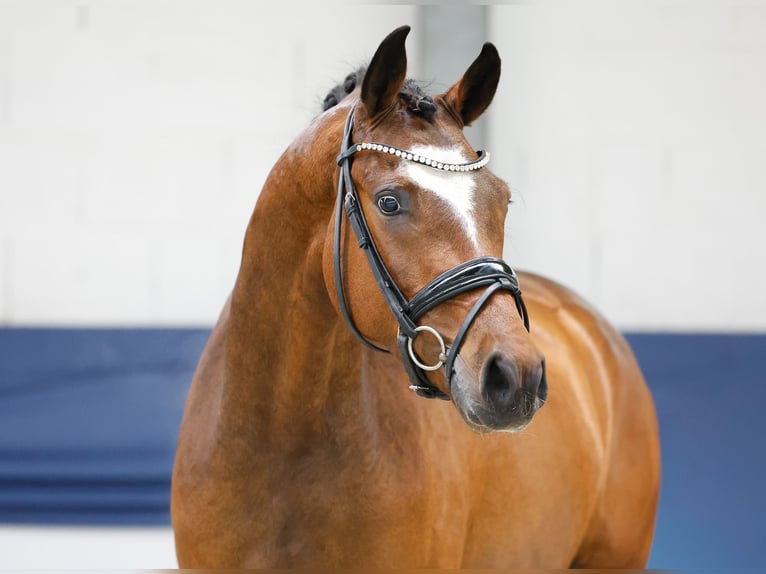 Duitse rijpony Ruin 3 Jaar 152 cm Bruin in Marsberg