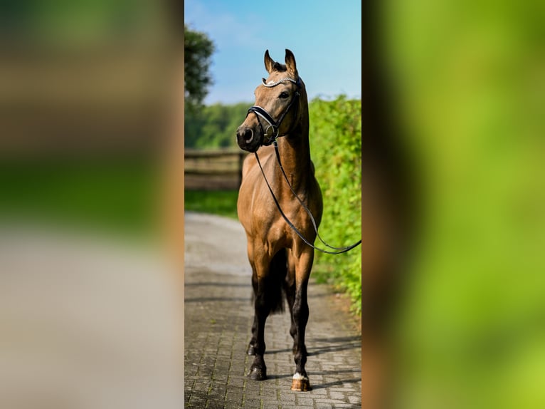 Duitse rijpony Ruin 3 Jaar 153 cm Buckskin in Uedem