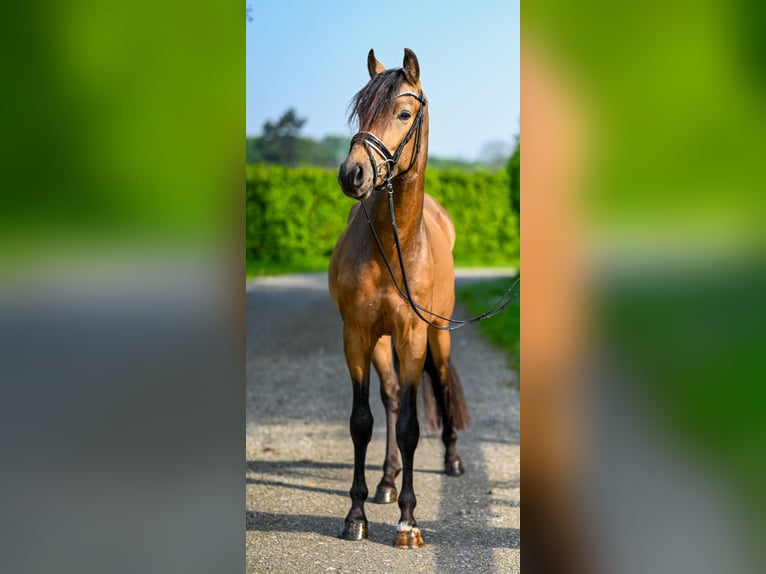 Duitse rijpony Ruin 3 Jaar 153 cm Buckskin in Uedem