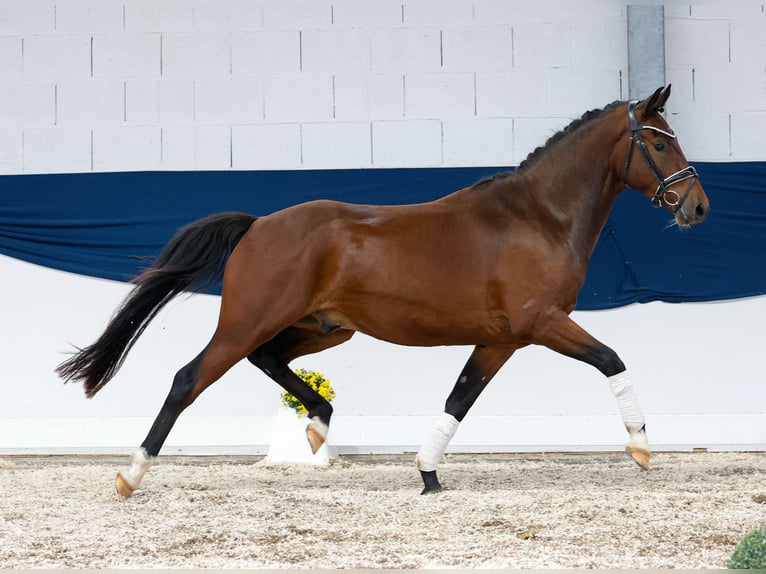 Duitse rijpony Ruin 3 Jaar 153 cm Donkerbruin in Marsberg