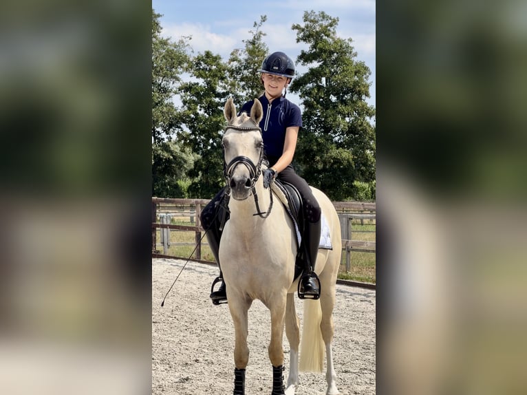 Duitse rijpony Ruin 3 Jaar 153 cm Palomino in Ospel
