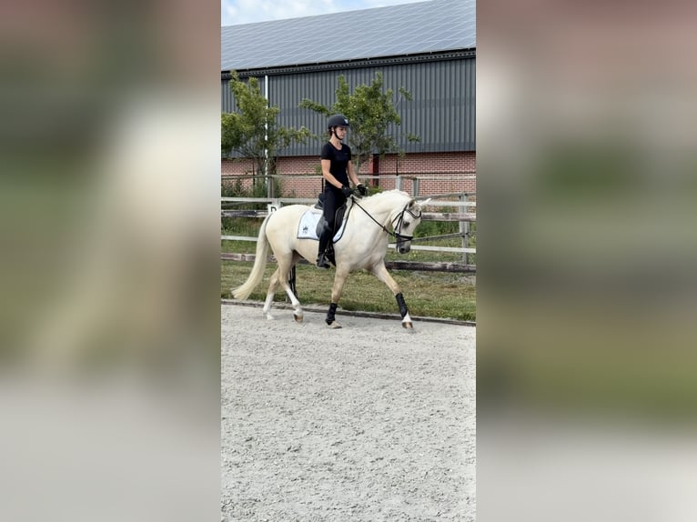 Duitse rijpony Ruin 3 Jaar 153 cm Palomino in Ospel