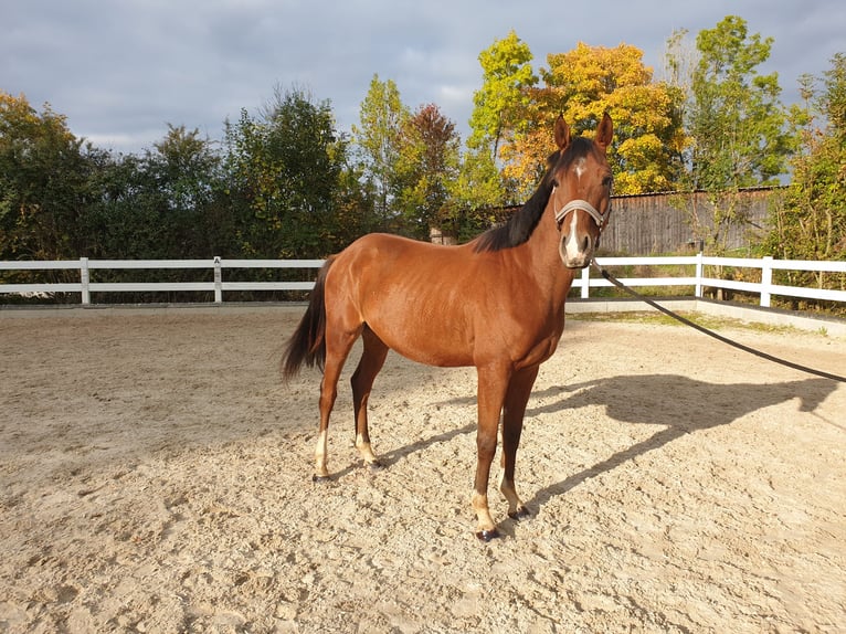 Duitse rijpony Ruin 3 Jaar 154 cm Bruin in Waldenbuch