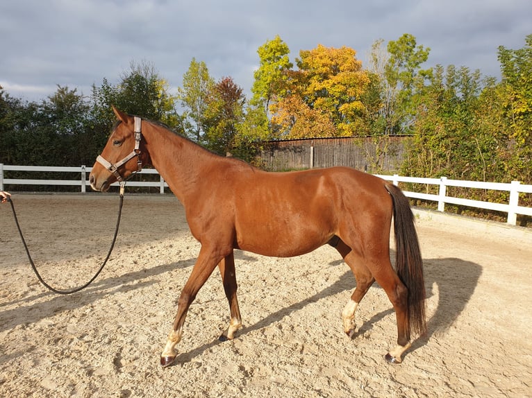 Duitse rijpony Ruin 3 Jaar 154 cm Bruin in Waldenbuch