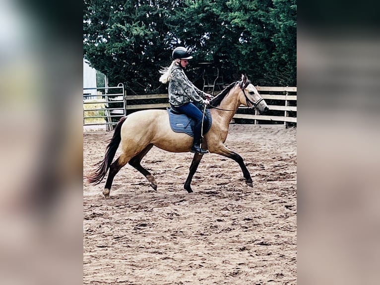 Duitse rijpony Ruin 3 Jaar 154 cm Buckskin in Könnern