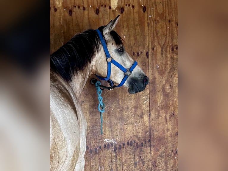 Duitse rijpony Ruin 3 Jaar 154 cm Buckskin in Könnern