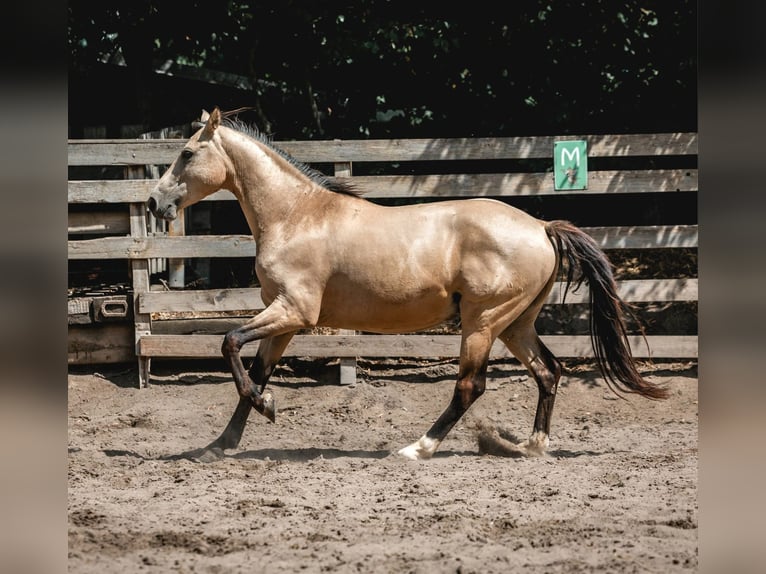 Duitse rijpony Ruin 3 Jaar 154 cm Buckskin in Könnern